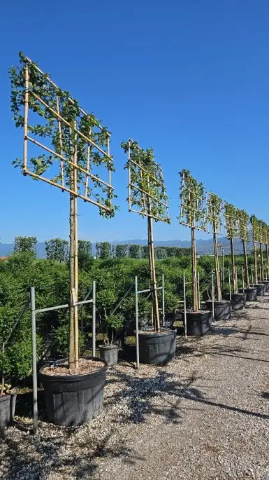 Carpinus betulus 'Lucas' spalliera a.f.