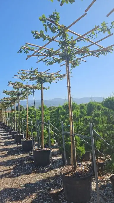 Carpinus betulus 'Lucas' tetto