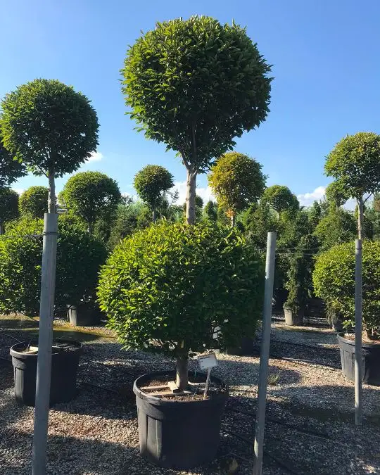 Carpinus betulus 'Pyramidalis' clt 2 palle-SKU470-c_new