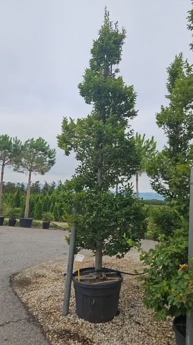 Carpinus betulus 'Pyramidalis' vaso spirale