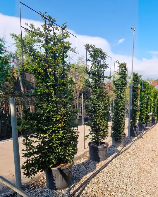 Carpinus betulus spalliera
