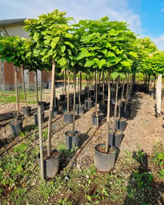 Catalpa bignonioides 'Nana' 3/4 fusto