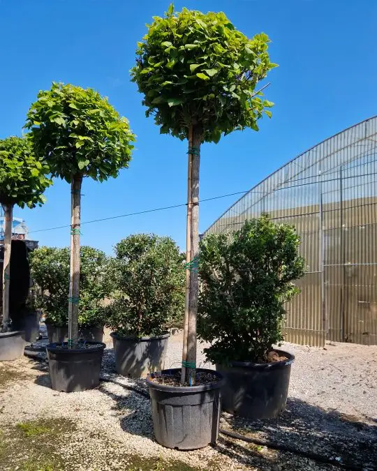 Catalpa bignonoides 'Nana' (Bungei) clt alto fusto-SKU485-c_new