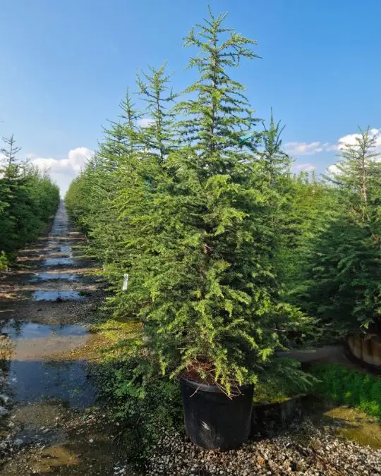 Cedrus atlantica