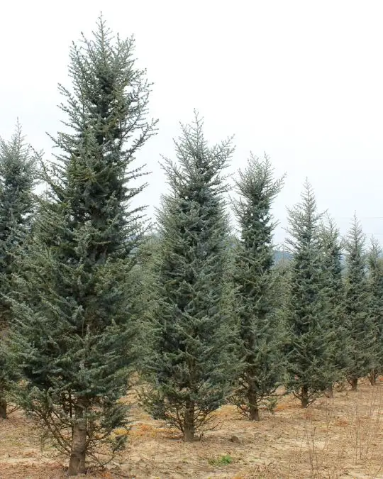 Cedrus atlantica 'Glauca' zolla
