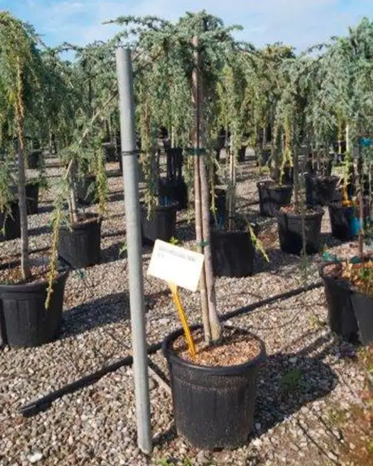 Cedrus atlantica 'Glauca Pendula' vaso 1/2 fusto