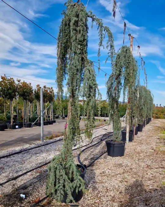 Cedrus atlantica 'Glauca Pendula' vaso