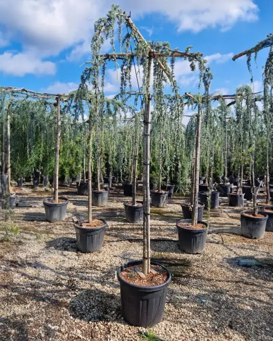 Cedrus atlantica 'Glauca Pendula' vaso alto fusto