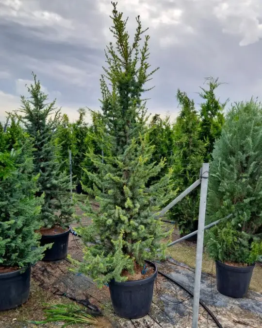 Cedrus atlantica 'Pyramidalis'