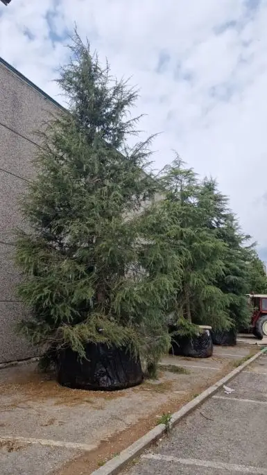 Cedrus deodara esemplare airpot