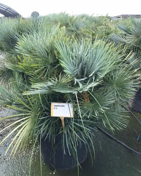 Chamaerops humilis 'Cerifera'