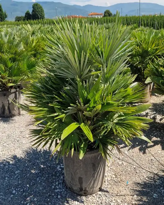 Chamaerops humilis 'Compacta'
