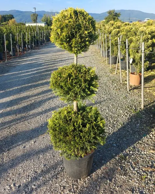 Cupressocyparis leylandii 'Gold Rider' 3 palle
