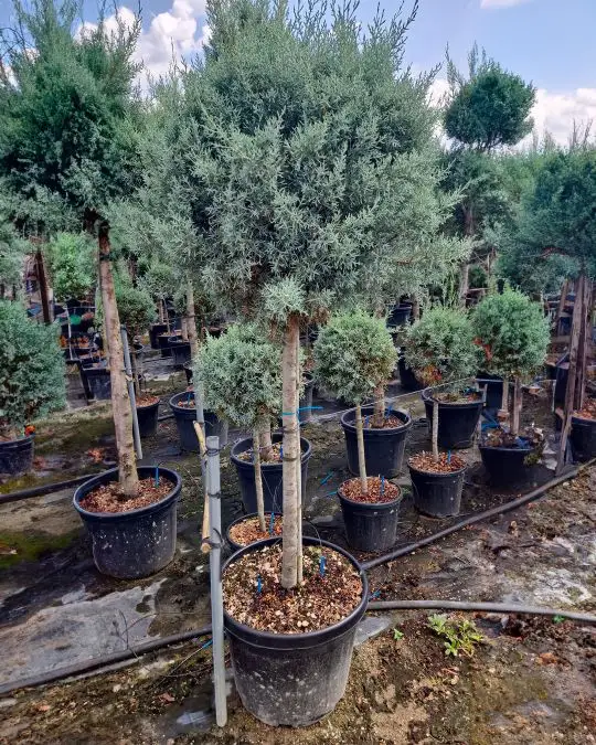 Cupressus arizonica 'Fastigiata Glauca' 1/2 fusto