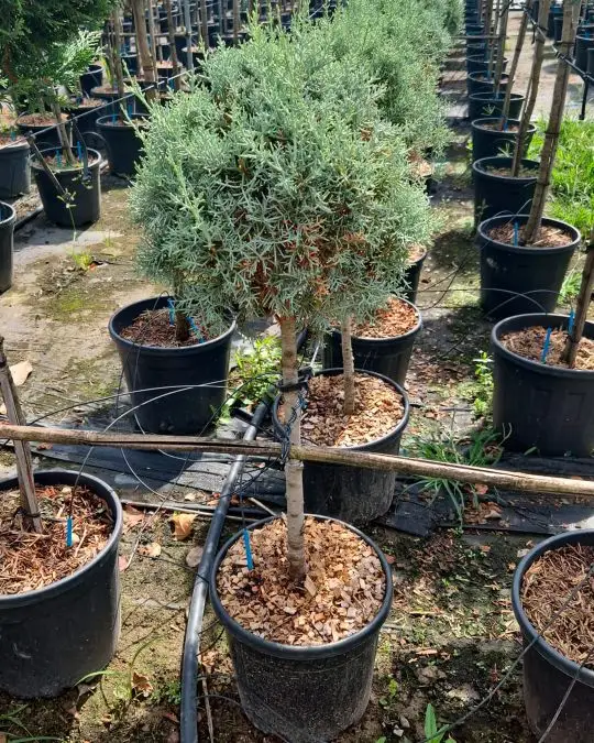Cupressus arizonica 'Fastigiata Glauca' 1/4 fusto