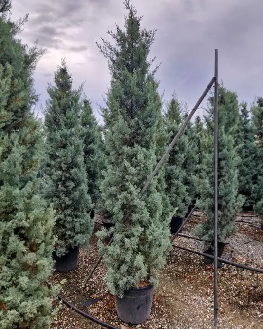 Cupressus arizonica 'Fastigiata Glauca'