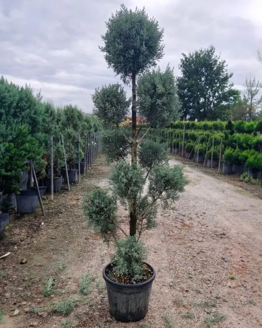 Cupressus arizonica 'Fastigiata Glauca' pompons