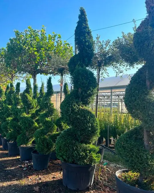 Cupressocyparis leylandii 'Castlewellan Gold' spirale