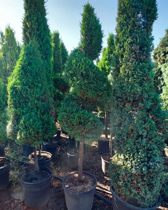 Cupressocyparis leylandii 1/2 fusto spirale