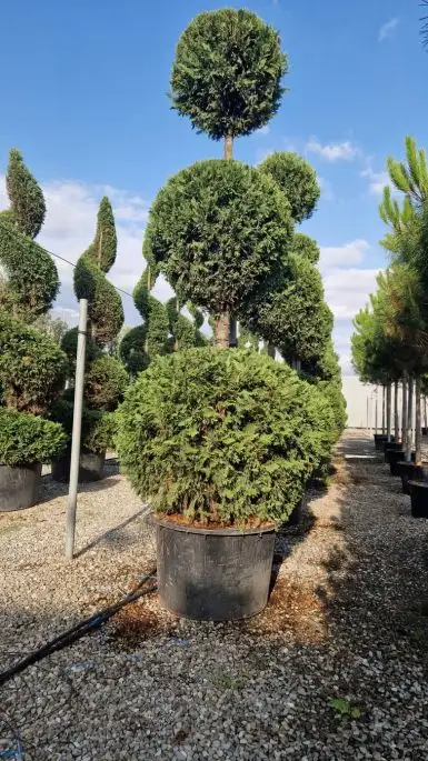 Cupressocyparis leylandii 3 palle