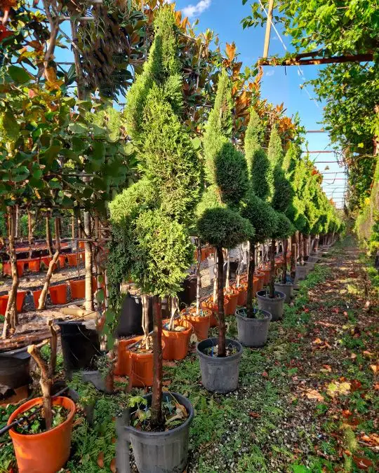 Cupressocyparis leylandii 'Castlewellan Gold' 1/2 fusto spirale