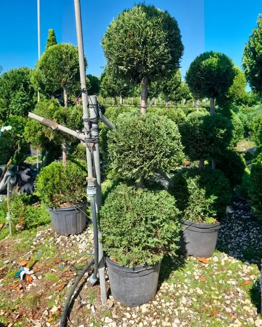 Cupressocyparis leylandii 'Castlewellan Gold' 3 palle