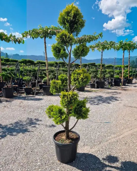 Cupressocyparis leylandii 'Gold Rider' pompons