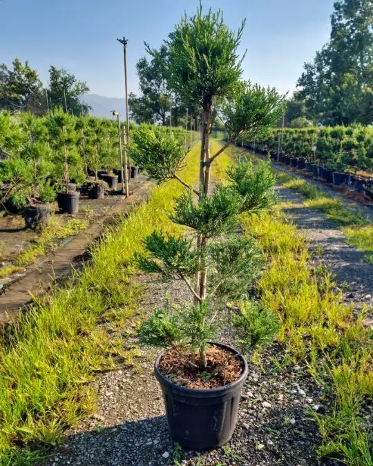 Cupressocyparis leylandii vaso mini pompons