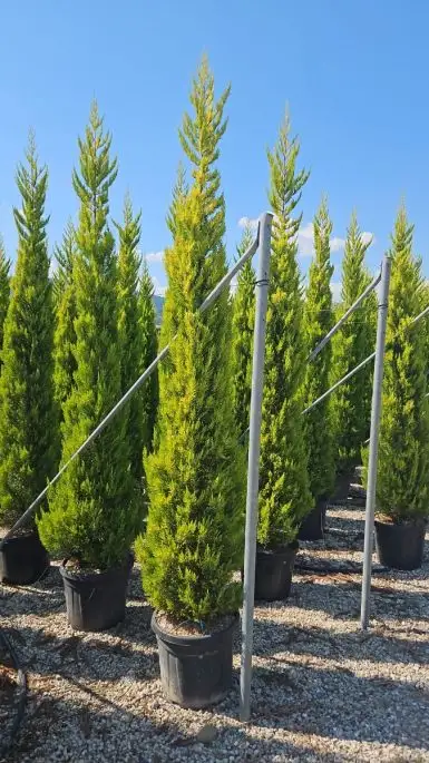 Cupressus macrocarpa 'Goldcrest' vaso