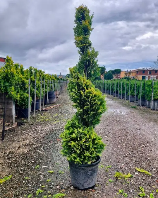 Cupressocyparis leylandii 'Gold Rider' spirale