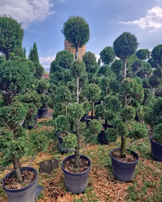 Cupressocyparis leylandii pompons