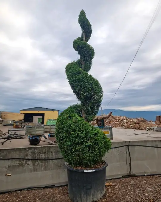 Cupressocyparis leylandii spirale