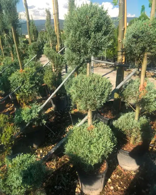 Cupressus arizonica 'Fastigiata Glauca' 3 palle