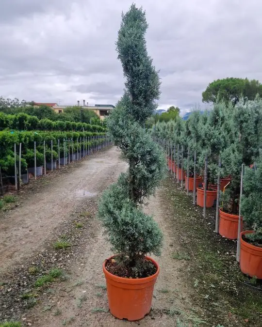 Cupressus arizonica 'Fastigiata Glauca' spirale