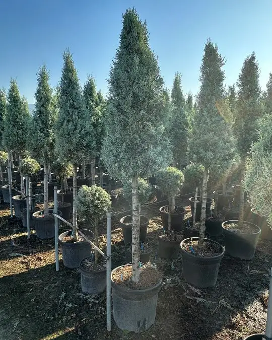 Cupressus arizonica 'Fastigiata Glauca' 1/2 fusto spirale