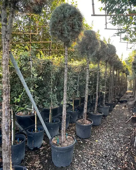 Cupressus arizonica 'Fastigiata Glauca' 3/4 fusto