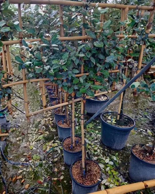 Elaeagnus ebbingei 1/2 f. spalliera