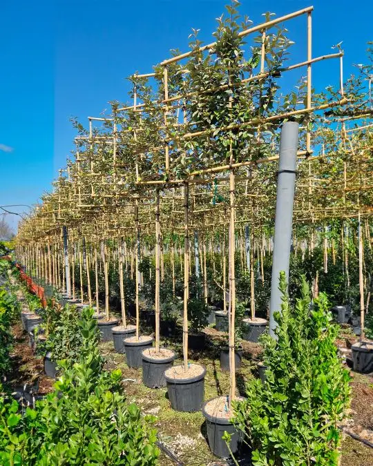 Elaeagnus ebbingei clt spalliera a. f.-SKU873-b_new