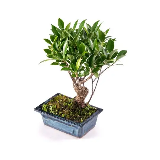Ficus microcarpa bonsai-FRA_CONF_11