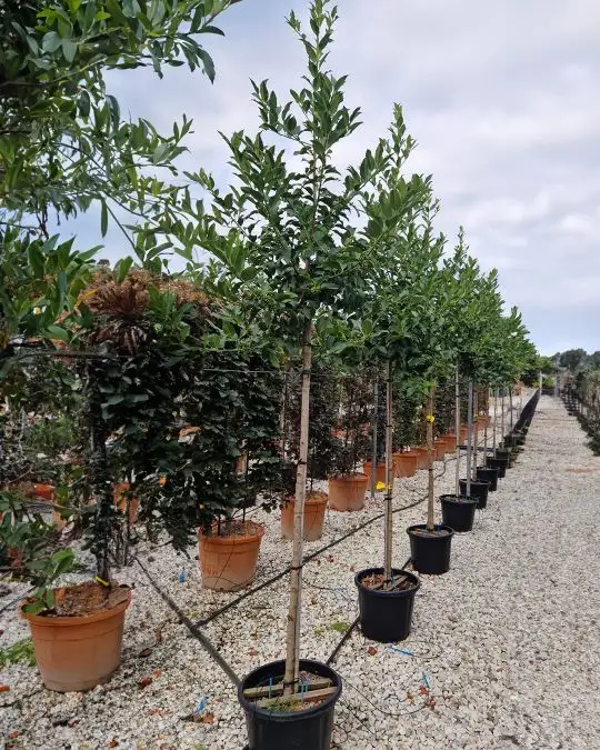 Ilex castaneifolia clt 3/4 fusto-SKU1142_new