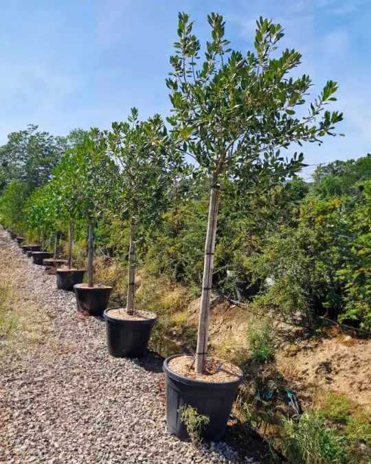 Ilex mutchagara 'Nellie R. Stevens' 3/4 fusto