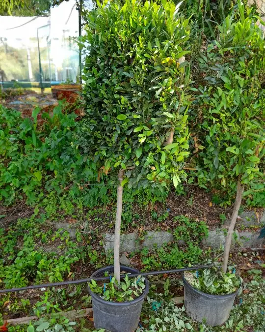 Laurus nobilis clt spalliera a. f.-SKU1260_new