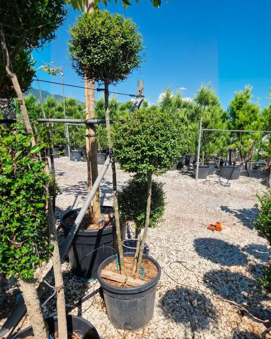 Ligustrum delavayanum 3 tronchi 3 palle