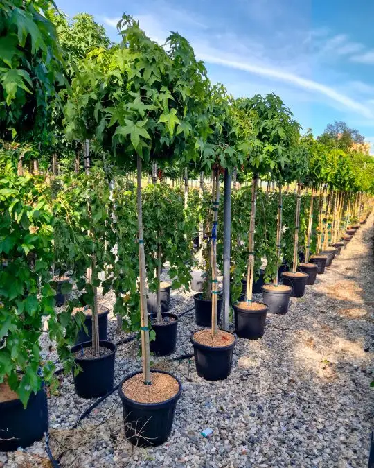 Liquidambar styraciflua 'Gum Ball' 1/2 fusto