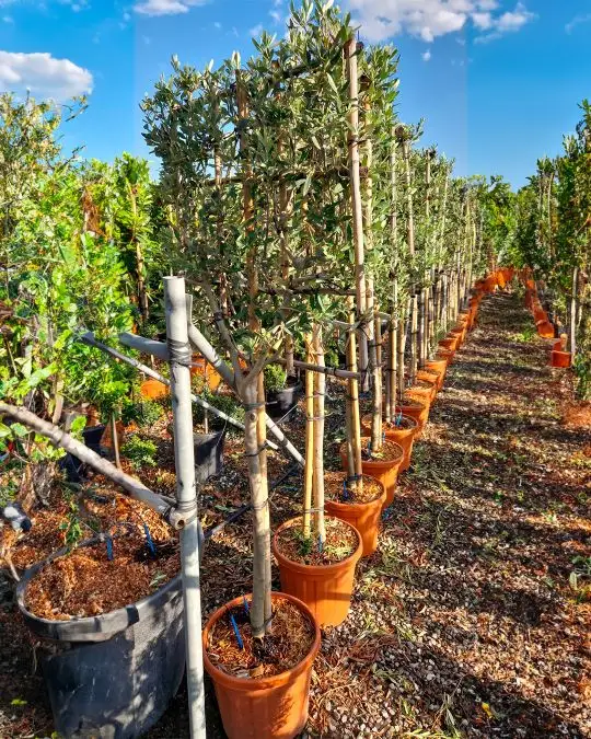 Olea europea clt spalliera 1/2 f.-SKU1535_new