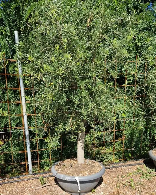 Olea europaea ciotola 1/2 fusto