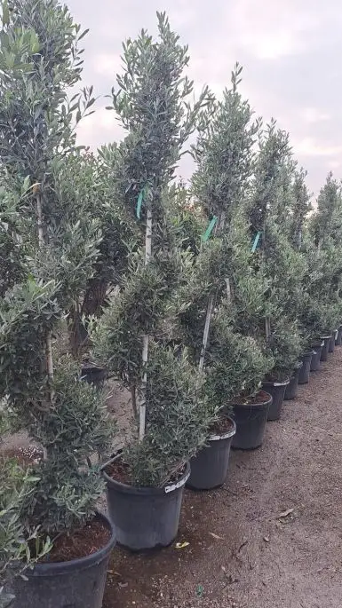 Olea europaea spirale