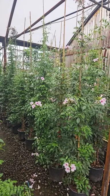 Bignonia semperflorens