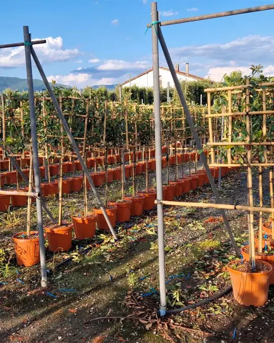 Photinia fraseri 'Red Robin' (serrulata Robin§) clt spalliera-SKU1641_new