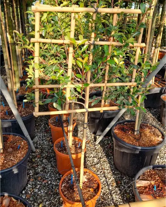 photinia_robusta_compatta_1-2f_spalliera_70x70c25leoss.jpg